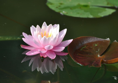 <b>庭院池塘种植的睡莲</b>